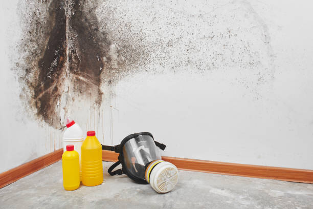 Best Emergency Mold Remediation in Diamond Ridge, AK