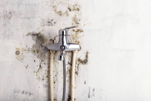 Best Industrial Mold Remediation in Diamond Ridge, AK