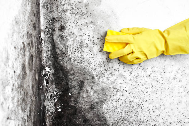 Best Bathroom Mold Remediation in Diamond Ridge, AK