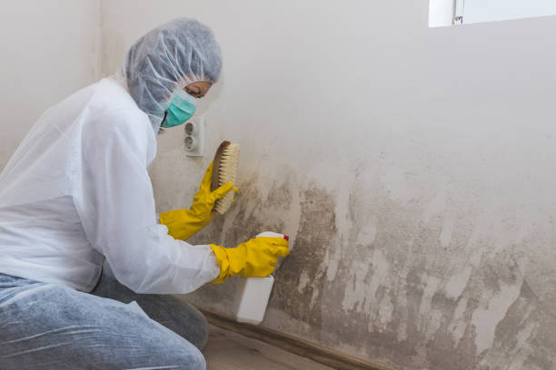 Best Preventive Mold Services in Diamond Ridge, AK
