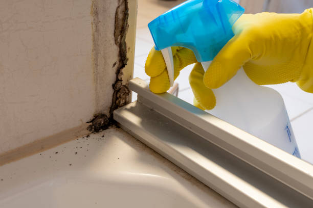 Best Mold Testing and Inspection Services in Diamond Ridge, AK