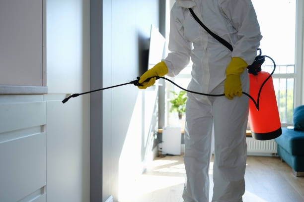 Best Residential Mold Remediation in Diamond Ridge, AK