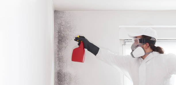 Best Industrial Mold Remediation in Diamond Ridge, AK