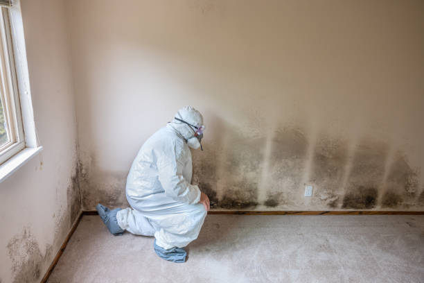 Best Crawl Space Mold Remediation in Diamond Ridge, AK