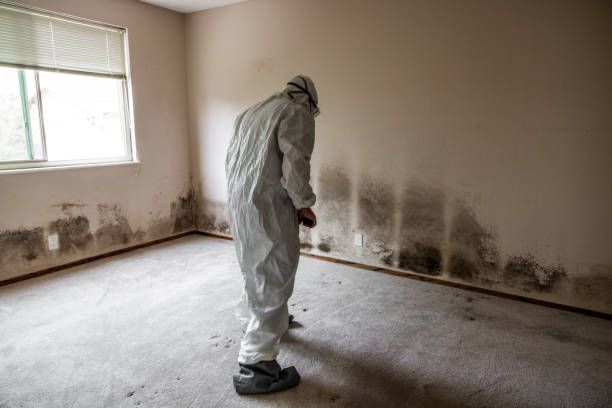 Best Post-Remediation Services in Diamond Ridge, AK