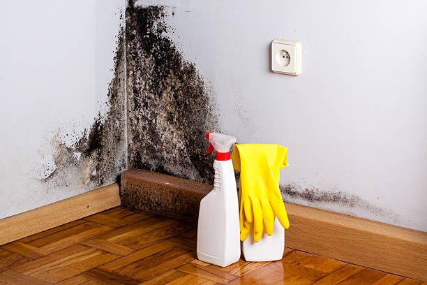 Best Insurance-Related Mold Remediation in Diamond Ridge, AK
