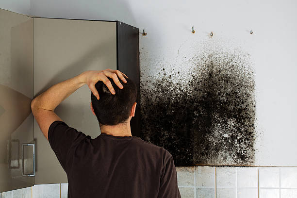 Best Attic Mold Remediation in Diamond Ridge, AK