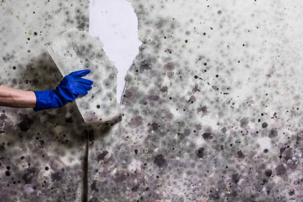 Best Kitchen Mold Remediation in Diamond Ridge, AK