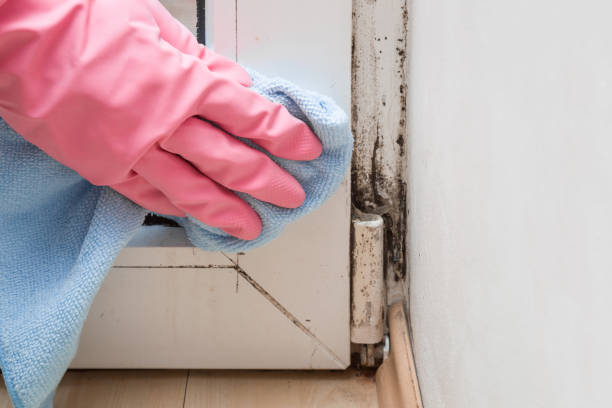 Best HVAC Mold Remediation in Diamond Ridge, AK