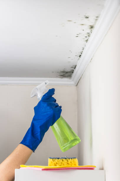 Best Preventive Mold Services in Diamond Ridge, AK
